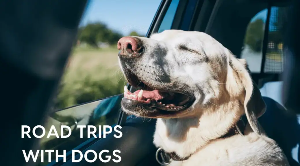 road trip with pet