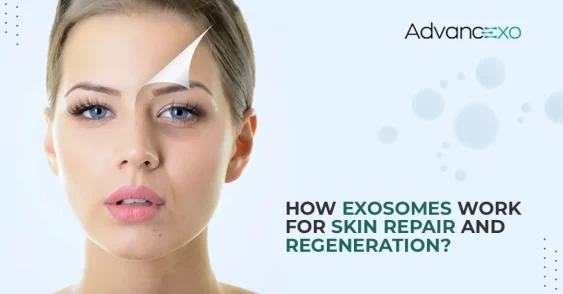 How Exosomes Work for Skin Repair and Regeneration