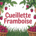 Cueillir framboises mûres panier jardin été