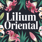 lilium oriental en fleurs dans un massif estival