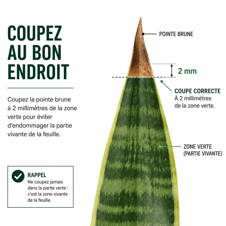 Schéma explicatif montrant comment couper le bout marron des feuilles de plantes sans blesser la partie verte pour éviter le brunissement.
