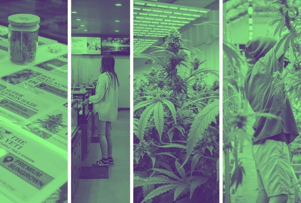 Aloha Green Apothecary cannabis production facilities