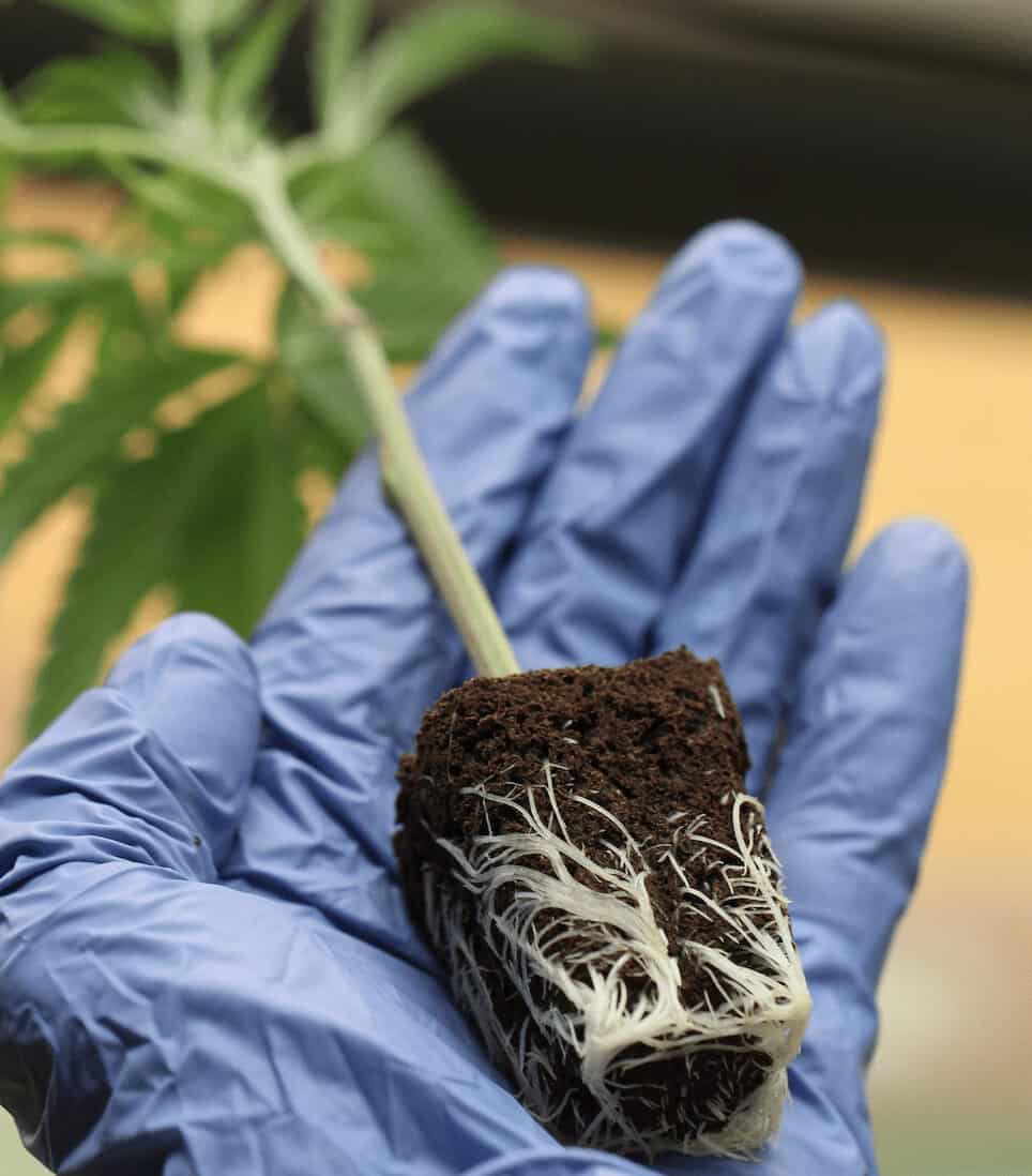 Screen Shot 2021-10-14 at 3.45.10 PM