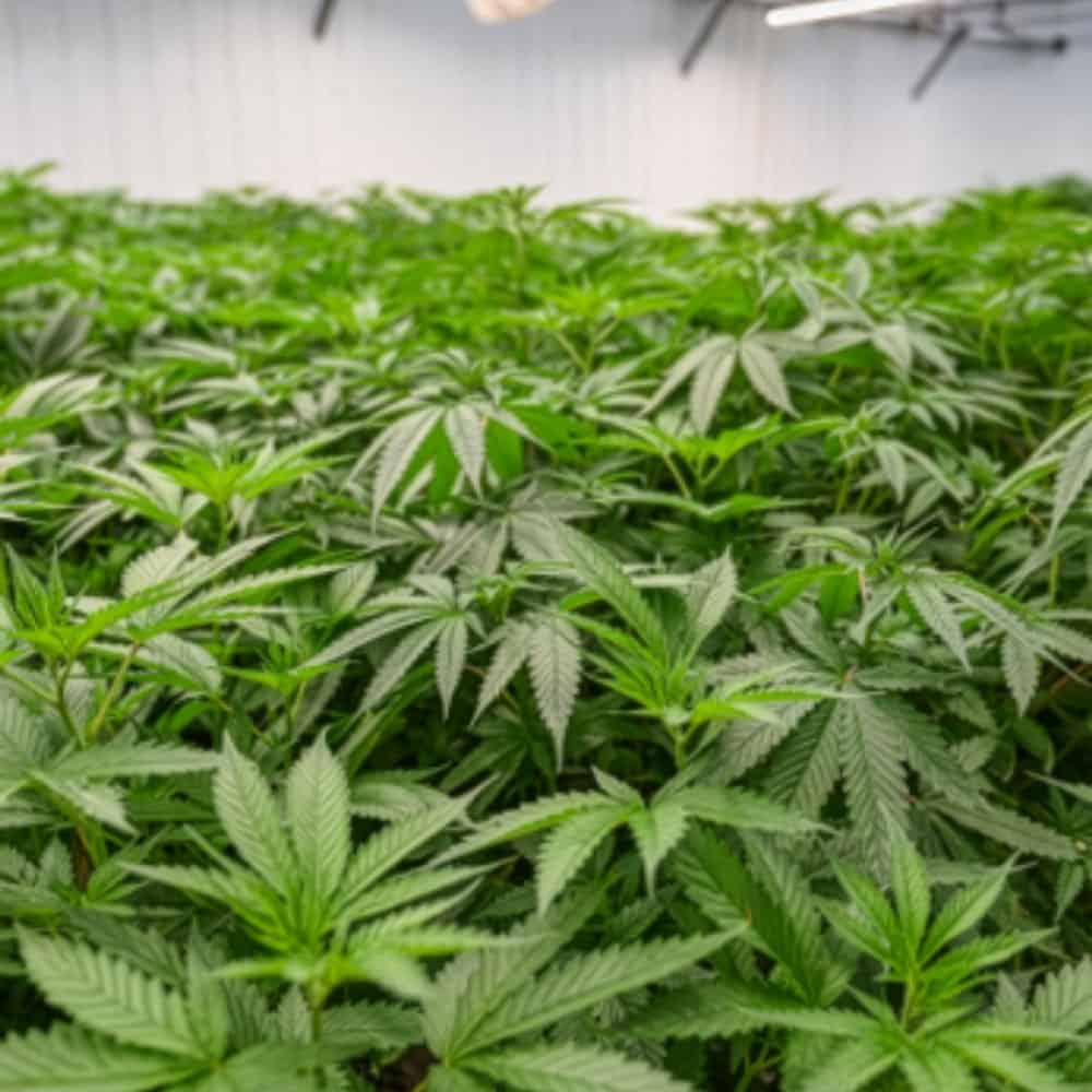 Aloha Green Apothecary