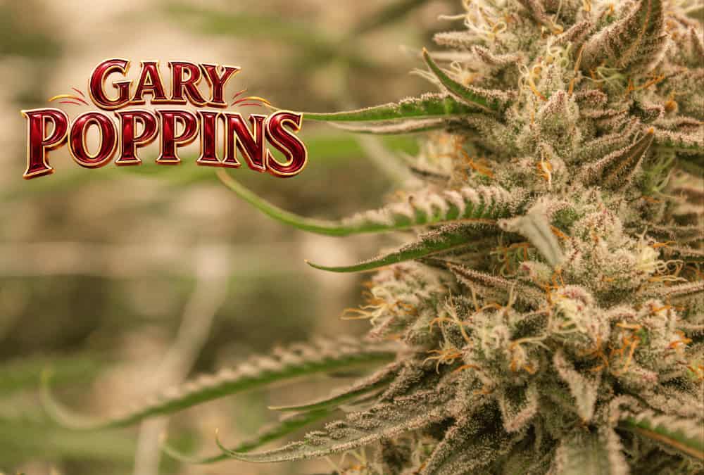 Gary Poppins flower