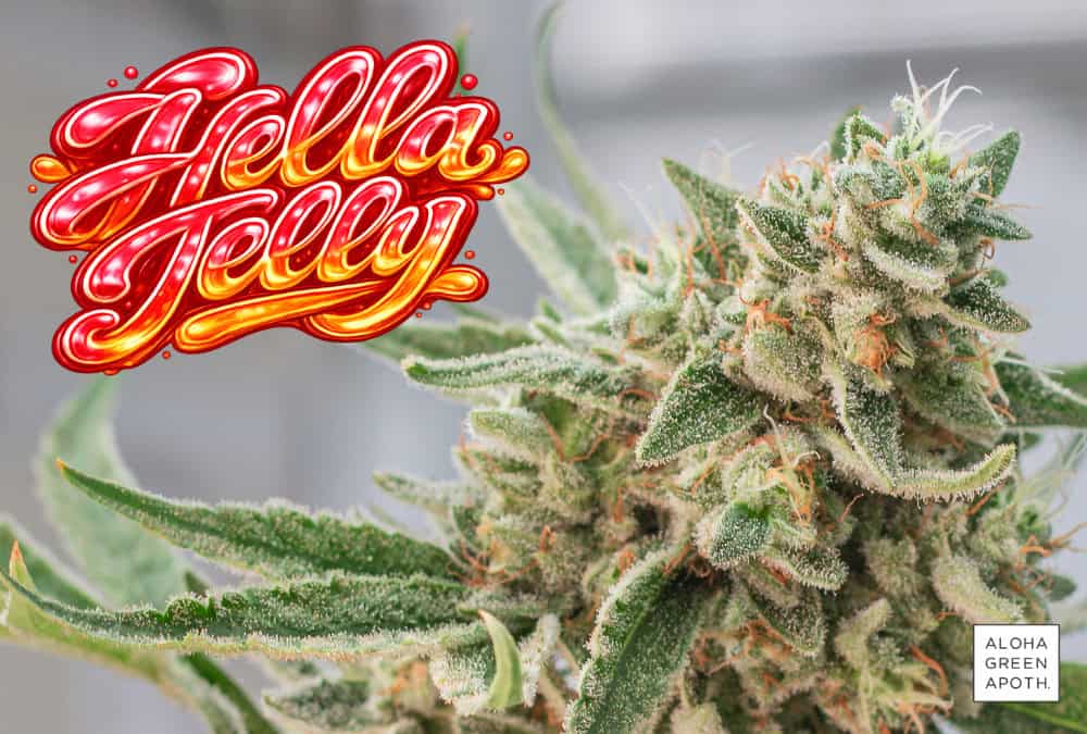 Hella Jelly flower strain