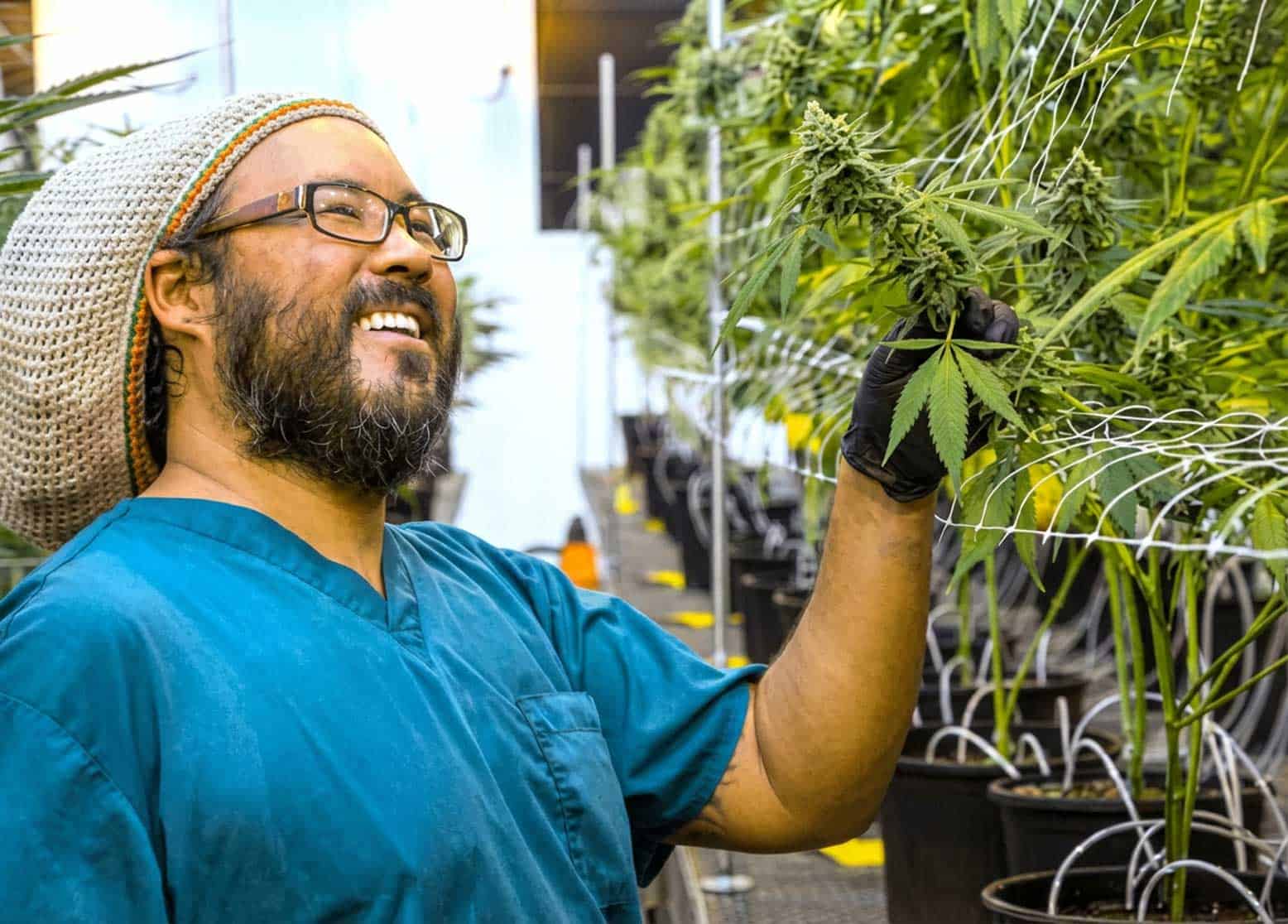 Aloha Green Apothecary