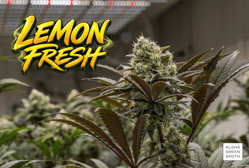 Lemon Fresh flower strain