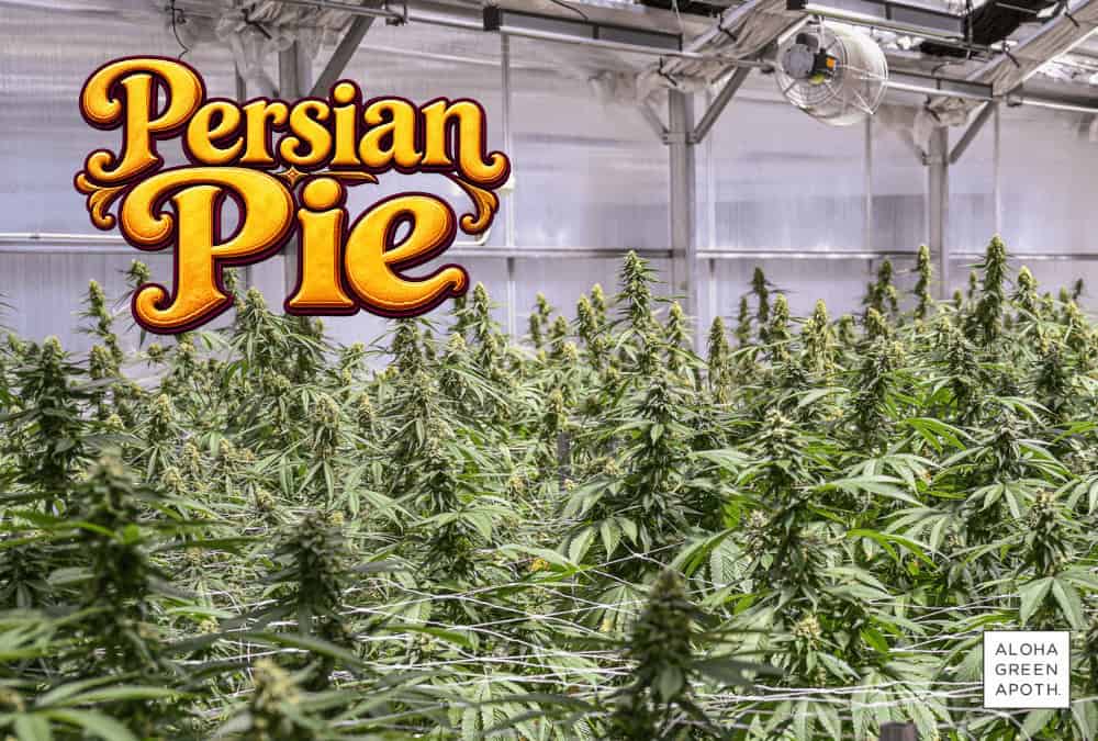 Persian Pie flower strain