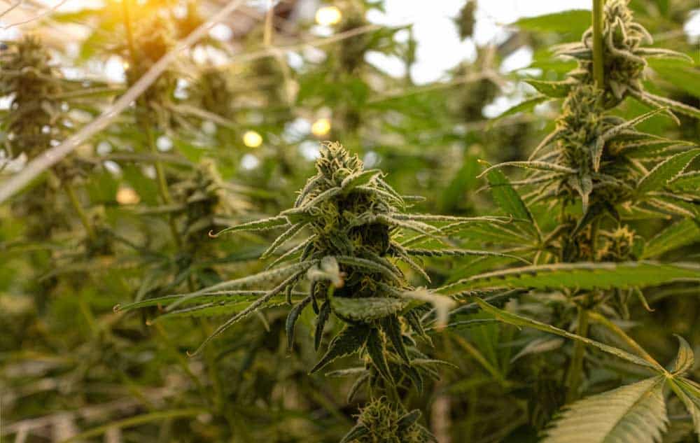 Aloha Green Apothecary