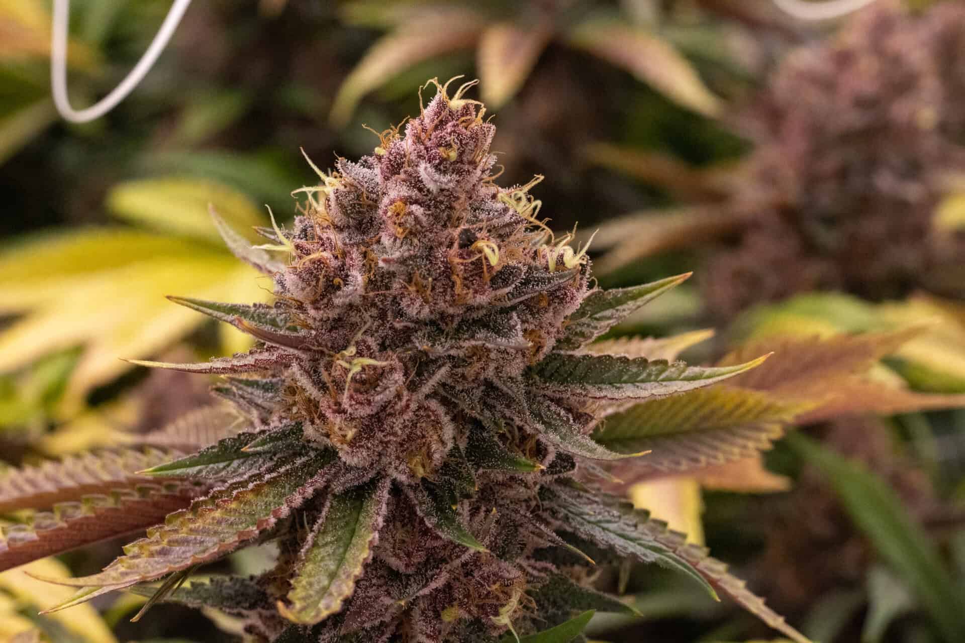 Aloha Green Apothecary