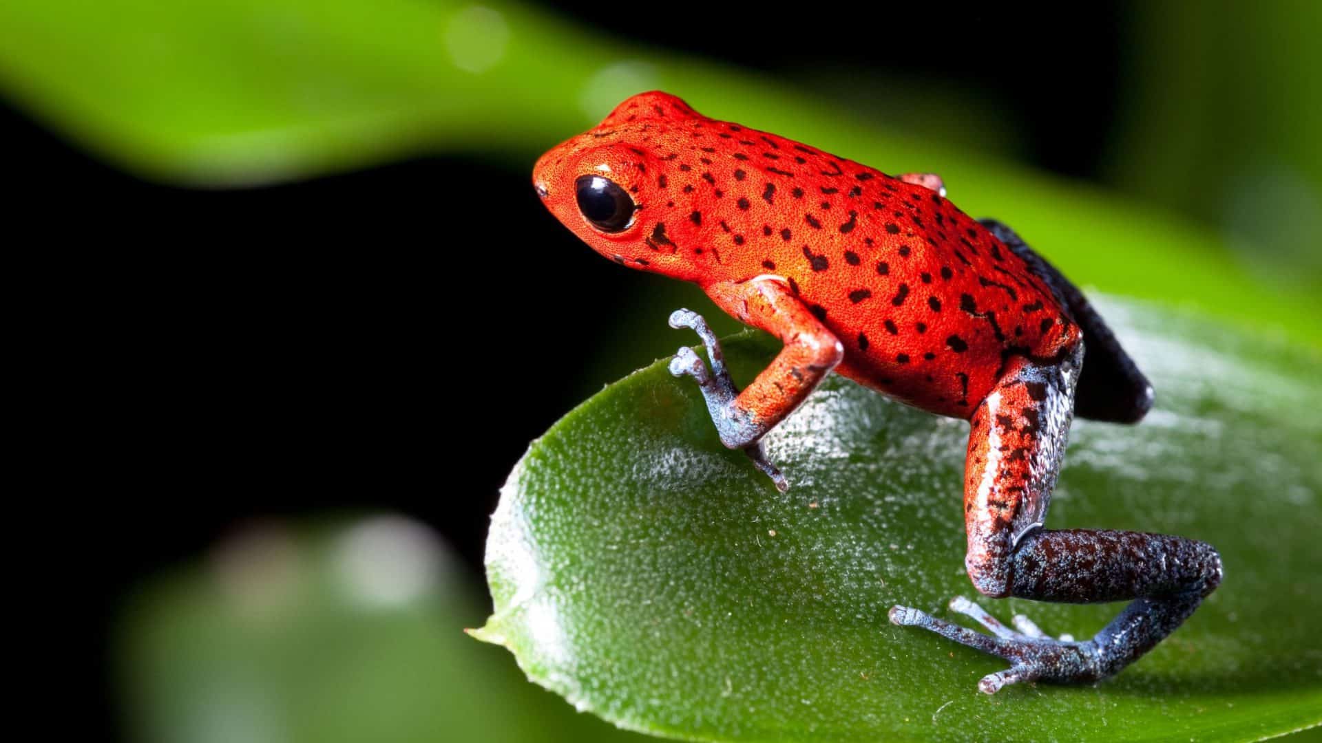 rain forest experience tour