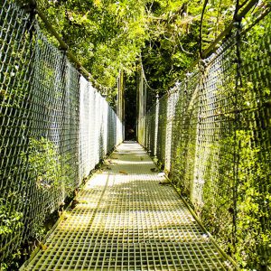 mistico hanging bridges tour