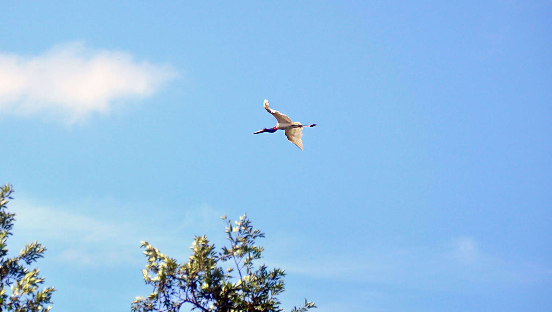 Palo Verde Boat Tour from Westin Conchal