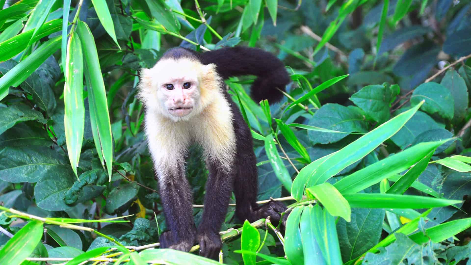 Palo Verde Boat tour - day tour from riu guanacaste hotel
