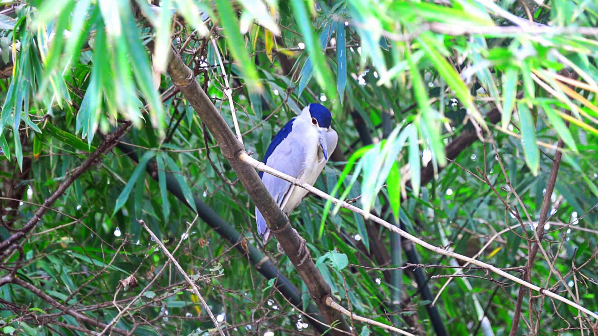 Palo Verde Boat Tour in Guanacaste