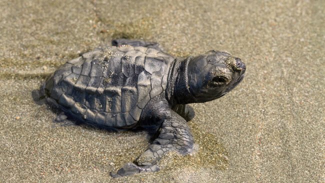 Costa Rica airport transfer