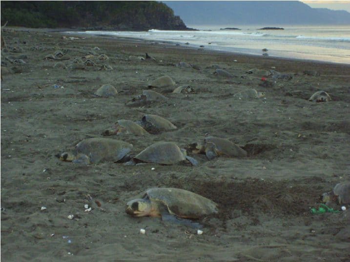 Costa Rica private driver