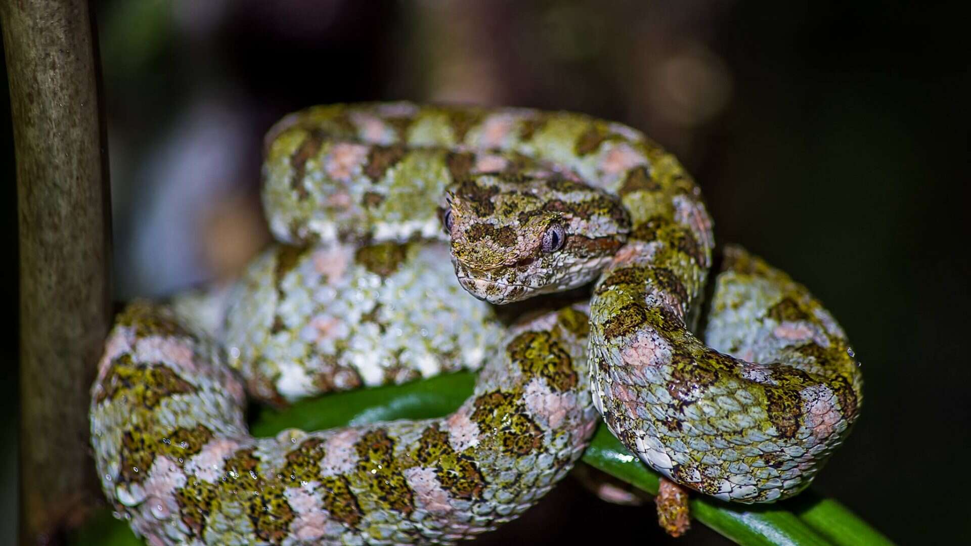 Selvatura Adventure Park