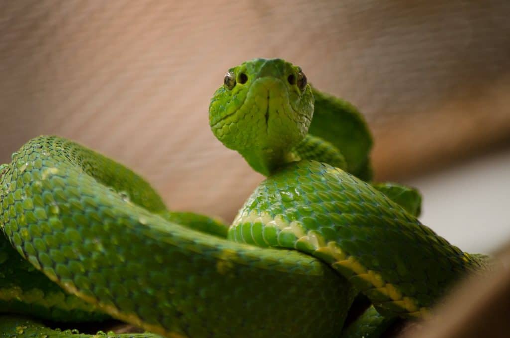 Selvatura Park Costa Rica Full day