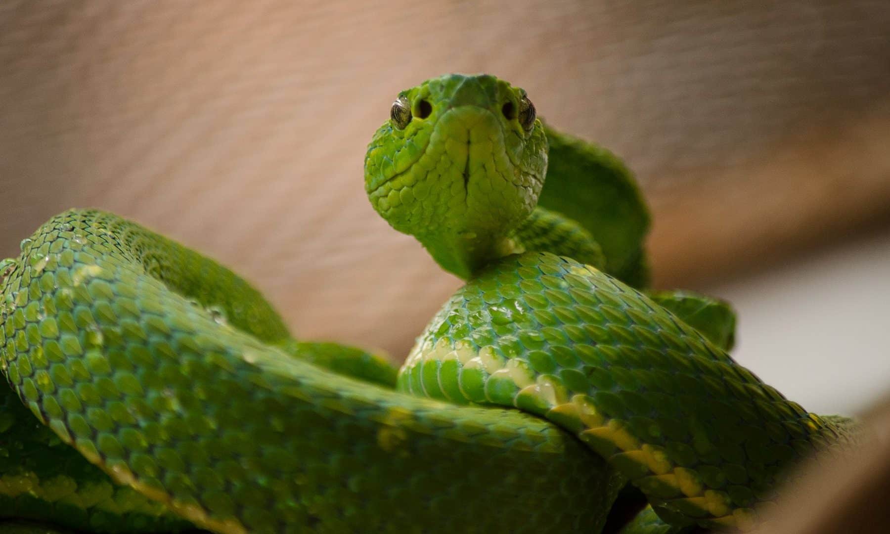 Selvatura Park Costa Rica