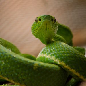 Selvatura Park Costa Rica