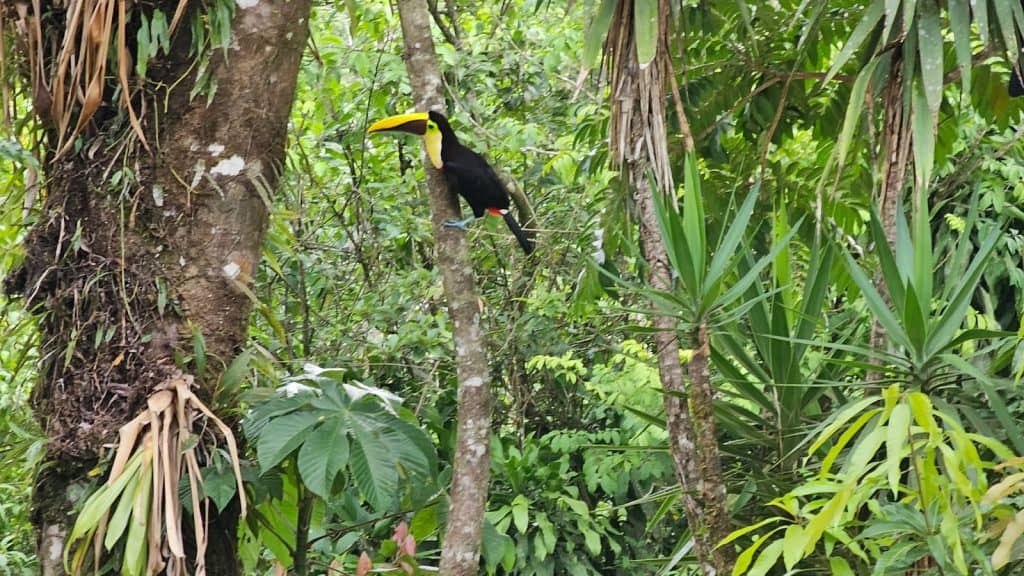 sloth sanctuary costa rica