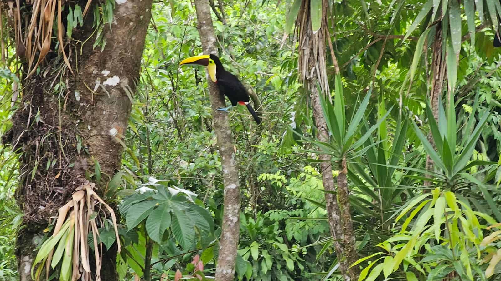 sloth sanctuary costa rica
