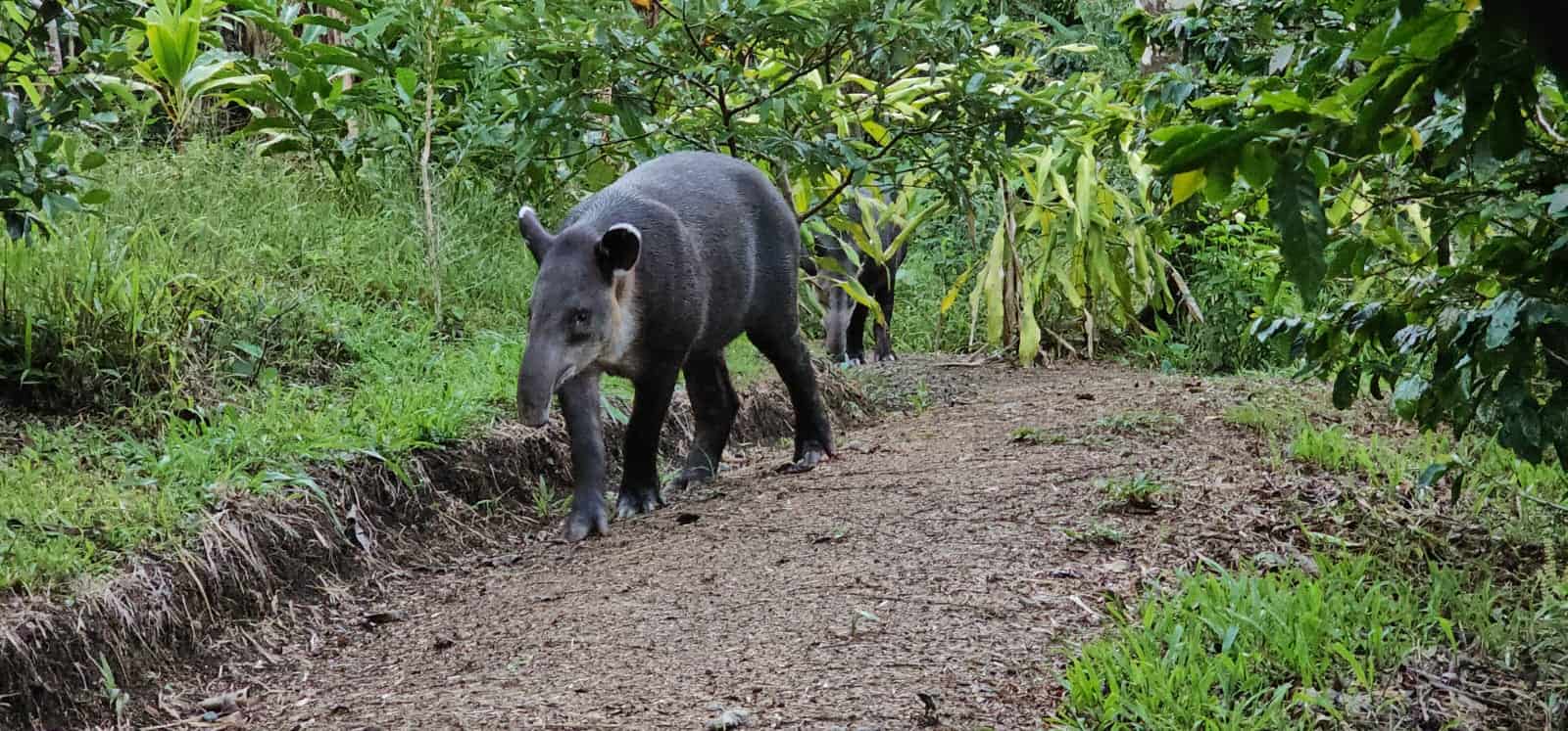 sloth tour costa rica