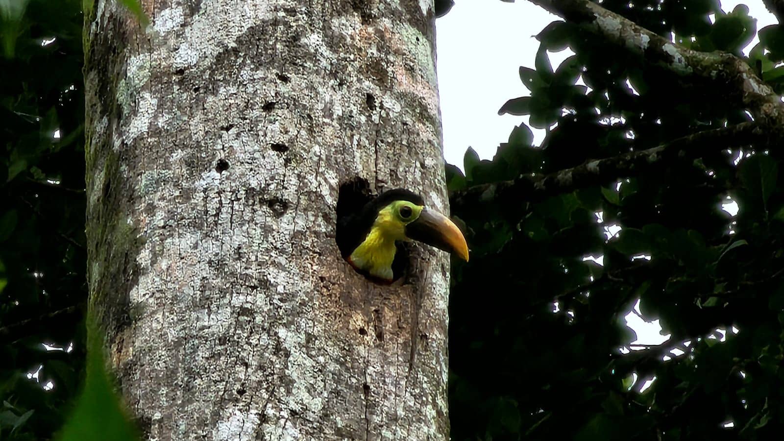 costa rica sloth sanctuary