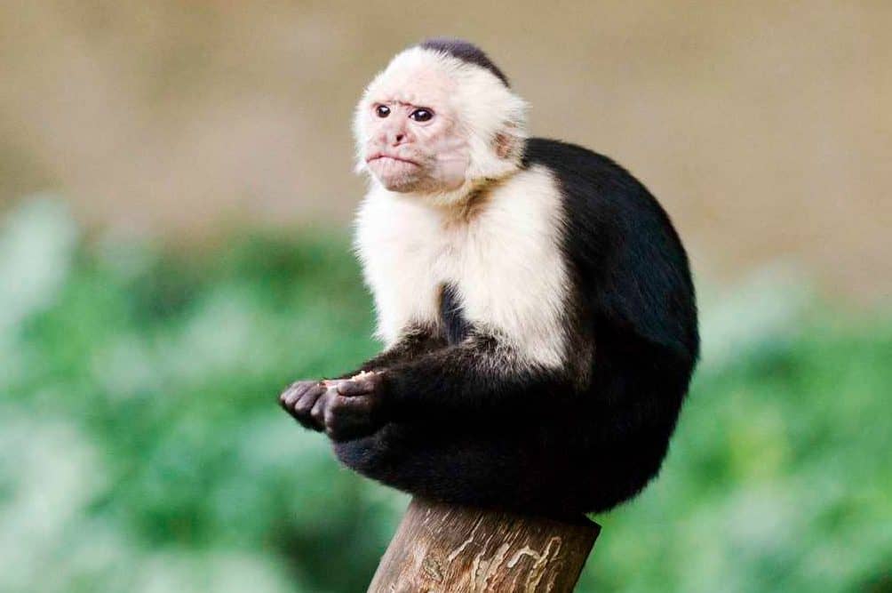 Costa Rica adventure tour