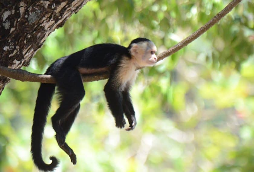 Get to see the most amazing Capuchin Monkeys while exploring during your Costa Rica adventure tour
