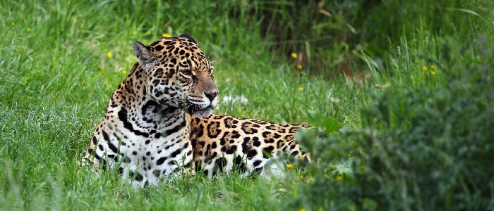 Enjoy from adventure tours Costa Rica programs and get to see wild Jaguars