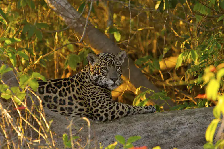 Enjoy from tours in Costa Rica Guanacaste programs and get to see wild Jaguars