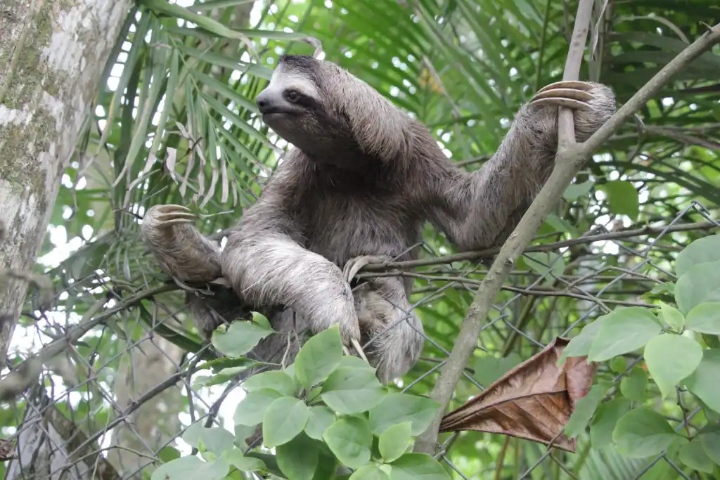 Enjoy from adventure tours Costa Rica and get to know the Sloths of this country