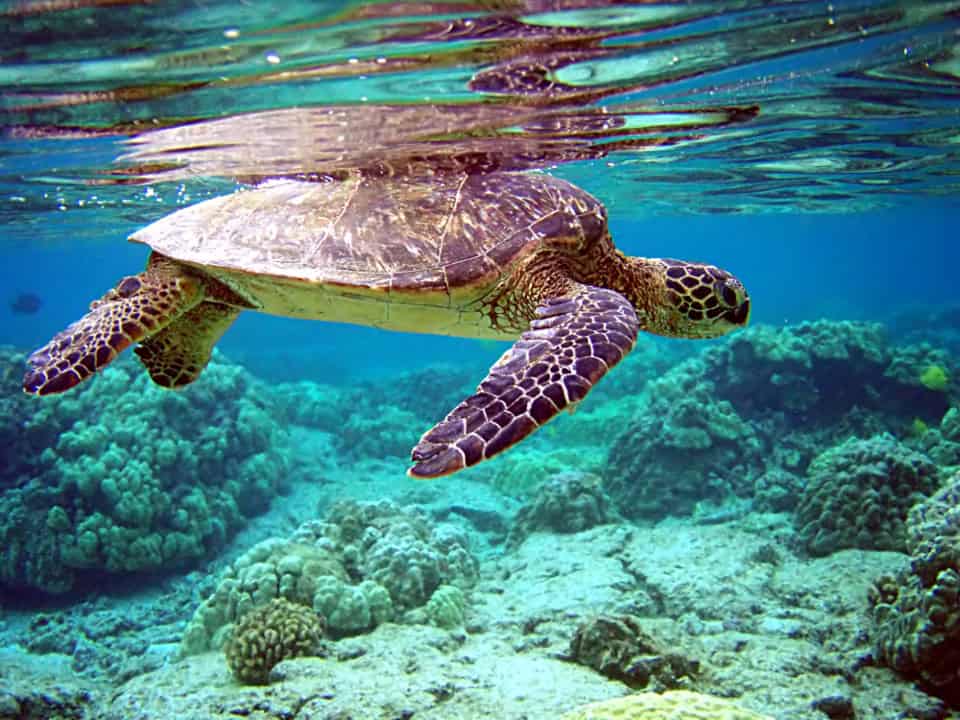 Be able to know more about Green Turtles during your Costa Rica adventure