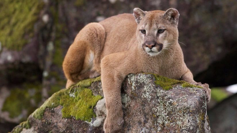 Spotting Cougars is one of the things to do in Guanacaste Costa Rica
