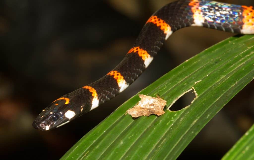 The Costa Rican Coral, a must see during Costa Rica tours in Guanacaste