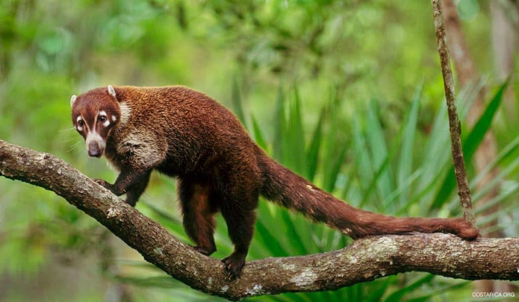 Spotting the Coatí: One of the best things to do in Guanacaste Costa Rica