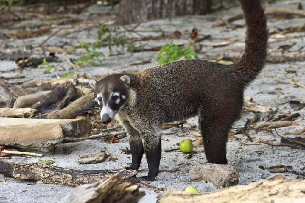 costa rica tours in guanacaste