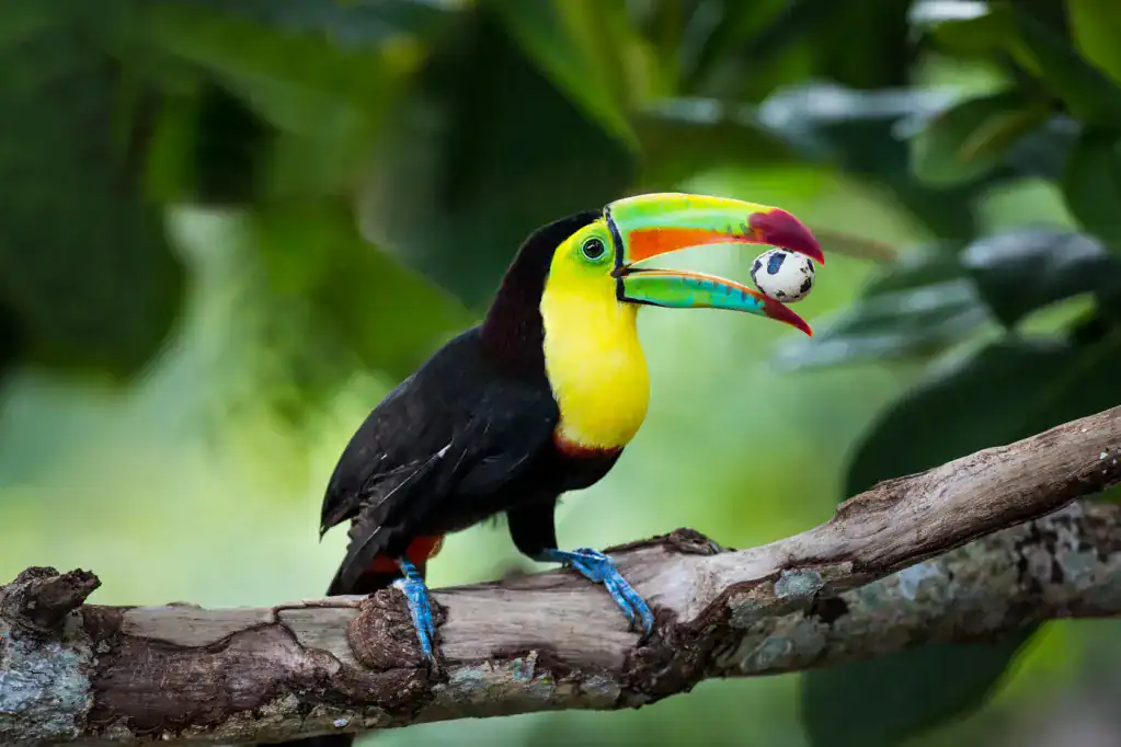 tours in costa rica guanacaste