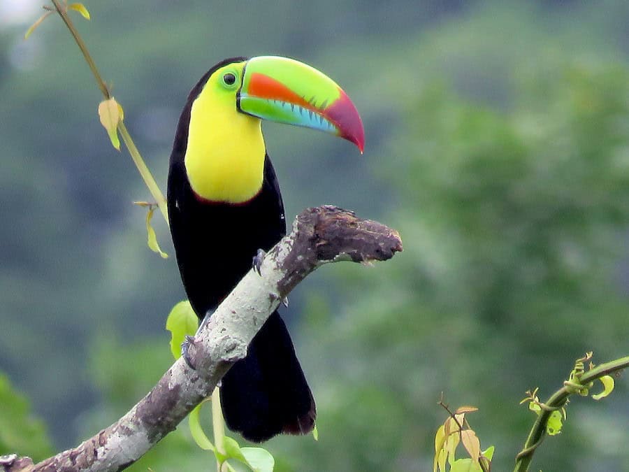 Know the Iris Billed Toucan with Costa Rica tour for families programs