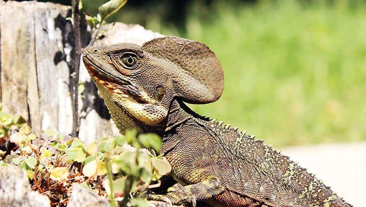 Get tours in Costa Rica Guanacaste and spot the Jesus Christ Lizard