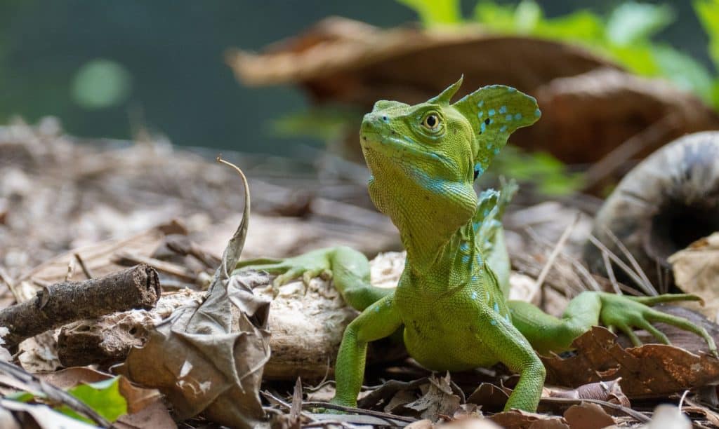 costa rica transport