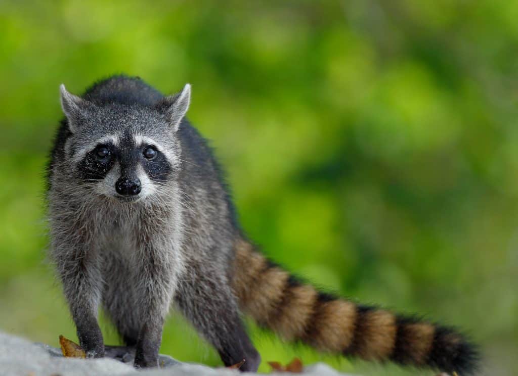 things to do in guanacaste costa rica