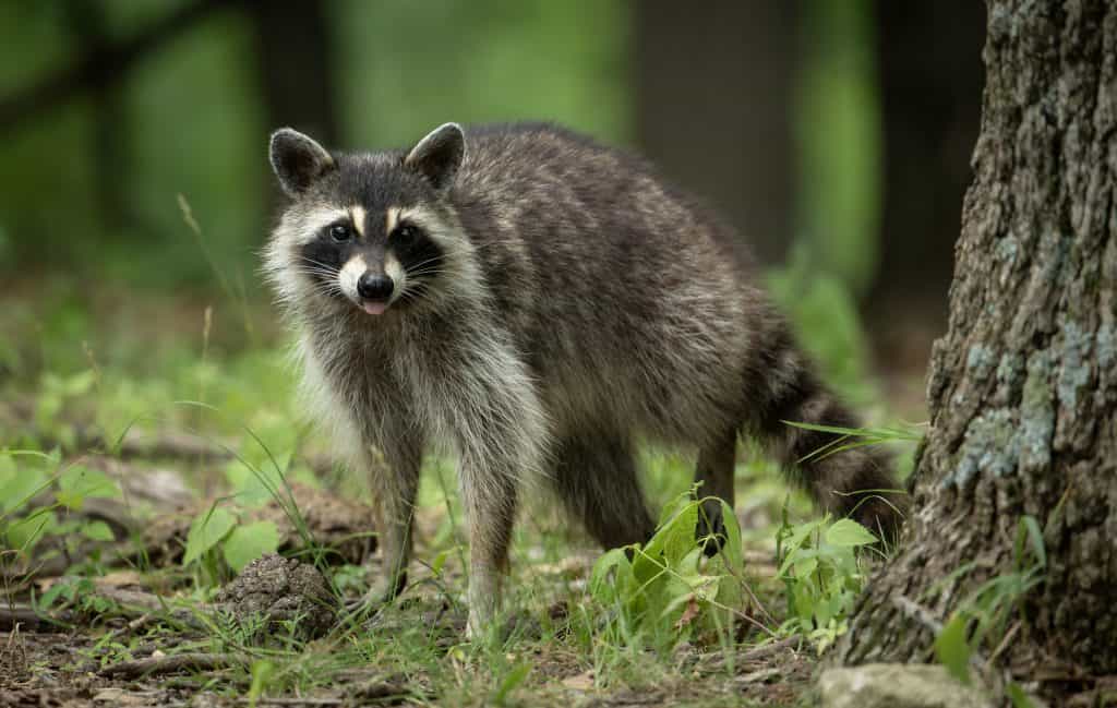 Spot gorgeous Raccoons during Costa Rica tour for families