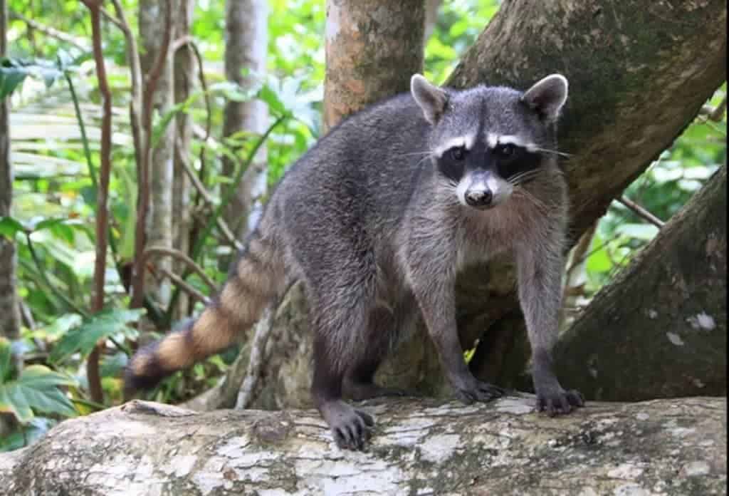 things to do in guanacaste costa rica