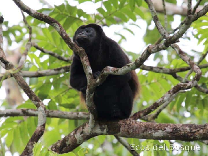 Find the Mono Congo during tours in Costa Rica Guanacaste programs