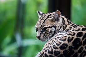 costa rica tours in guanacaste