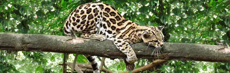 things to do in guanacaste costa rica